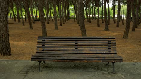 A-shot-of-a-lonely-bench-in-a-park-plenty-of-pine-rows