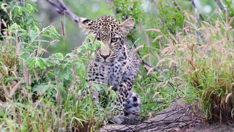 Leopard-resting-and-then-moving-away-Sabi-Sands-Game-Reserve-in-South-Africa
