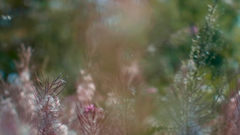 Dreamy-flower-particles-flying-in-light-wind