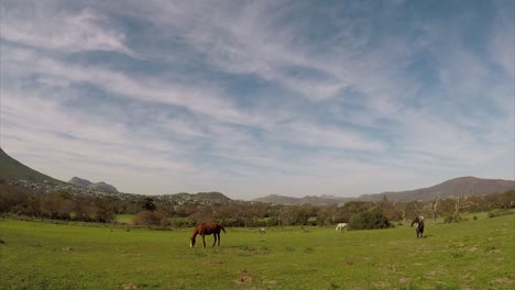Horses-grazing-captured-in-a-time-lapse-of-the-Noordhoek-Common-in-Cape-Town,-South-Africa