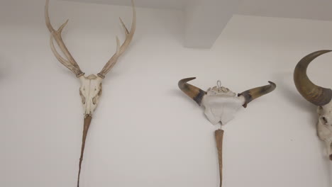 Hunting-Trophies-Reunification-Palace-in-Ho-Chi-Minh-City-former-Presidential-Palace-and-Independence-Palace