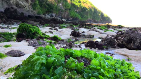 Bright-green-seaweed-at-the-Green-Bowl-beach-in-Uluwatu-Bali,-Indonesia