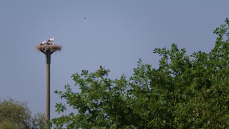 Stork-nest-with-hatchlings-on-a-clear-summerday-–-filmed-in-4K-with-100fps