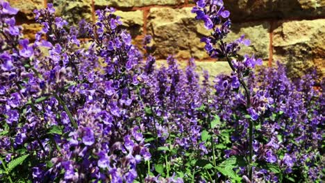Purple-wildflowers-in-the-wind-in-front-of-a-brick-wall