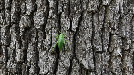 Katydid-Insekt,-Das-Einen-Baum-Klettert