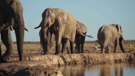 Savannen-Buschelefanten-Trinken-Wasser,-Schütteln-Den-Kopf-Am-Fluss,-Während-Die-Herde-Spazieren-Geht