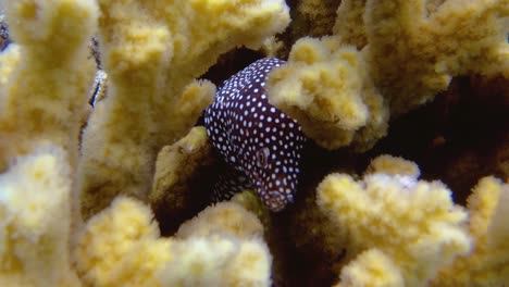 Close-Up-Shot-of-White-Mouth-Moray-Eel-Hiding-in-Fuzzy-Yellow-Coral