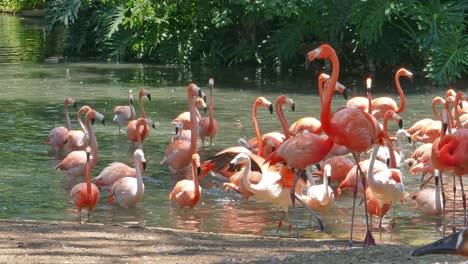 Flamboyance-or-flock-of-flamingos-in-lake-walking-and-wading-through-the-water
