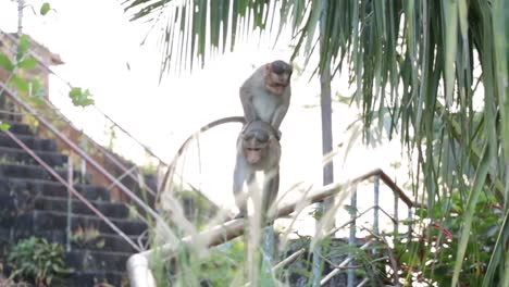 2-adult-Monkeys-playing-and-trying-for-sex