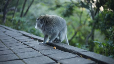 Slow-Motion-Handheld-shot-of-one-of-the-beautiful-Balinese-Long-Tailed-Monkeys-in-Bali,-Indonesia