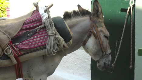 Donkey-with-Saddle-bound-to-wall-in-greek-alley-close-up