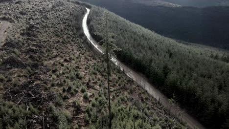 Orbiting-a-lone-evergreen-tree-standing-in-a-recently-clear-cut-area,-aerial