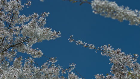Schöne-Kirschblüte-über-Blauem-Himmel