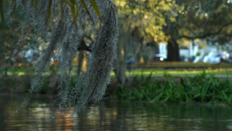 Spanish-Moss-Blowing-Wind-Bayou-Metairie-New-Orleans-Park