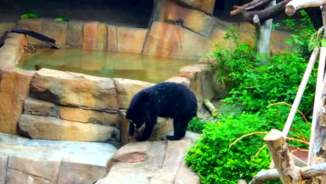 Lazy-fat-black-bear-of-San-Diego-zoo