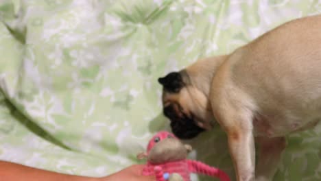 Very-cute-female-pug-playing-with-its-toy