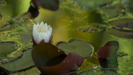 A-water-lily-bobbing-in-reflective-water-in-El-Bolson,-Patagonia,-Argentina,-static-close-up