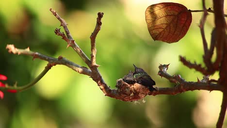 Two-baby-chick-hummingbirds-wait-in-their-nest-to-be-fed-in-a-tropical-rainforest