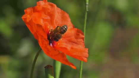 Honey-bee-lands-on-red-flower,-slow-motion-macro