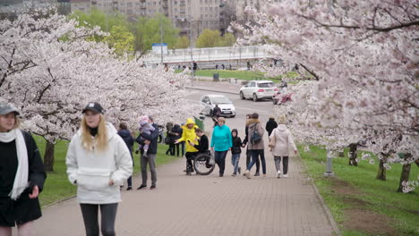 Menschen,-Die-Auf-Einem-Weg-Gehen,-Der-Durch-Den-Sakura-Baumpark-Von-Vilnius-Führt,-Und-Behinderte-Personen,-Die-Im-Rollstuhl-Sitzen