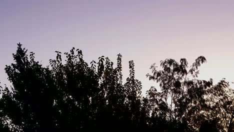 A-flock-of-common-starlings-passes-over-a-silhouetted-tree-top-at-dusk
