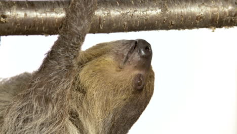 Hanging-sloth-upside-down-on-white-background