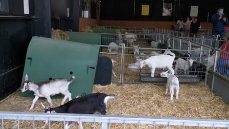 Baby-Goats-excited-to-be-fed-on-an-English-farm