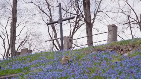 Blue-Hepatica-Flowers-Blooming-on-Hill-with-Old-Rusty-Metal-Cross-in-Background
