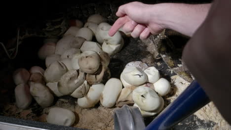 Zookeepers-overseeing-a-clutch-of-python-eggs-that-are-hatching