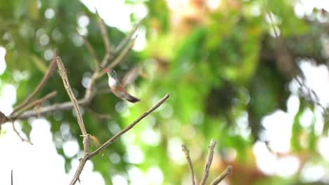 Humming-bird-lands-on-a-twig