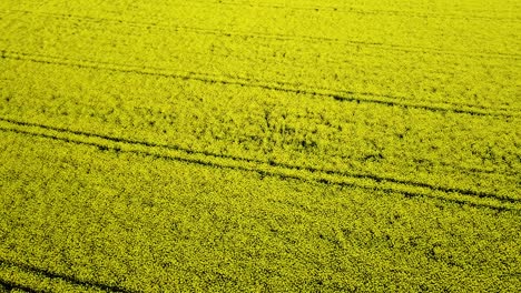 Aerial-birdseye-view-of-blooming-rapeseed-field,-flying-over-yellow-canola-flowers,-idyllic-farmer-landscape,-beautiful-nature-background,-drone-shot-rotate-right