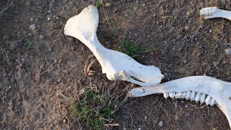 Animal-bone-fragments-on-the-ground-that-is-arid-and-cracked-Elimination-of-Global-Warming-and-El-Niño