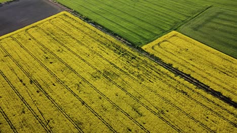 Aerial-birdseye-flight-over-blooming-rapeseed-field,-flying-over-yellow-canola-flowers,-idyllic-farmer-landscape,-beautiful-nature-background,-drone-shot-moving-forward-low,-tilt-up