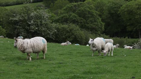 Grazing-Sheep-with-lambs.-Wales.-UK