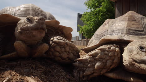 Zwei-Afrikanische-Spornschildkröten-Aus-Nächster-Nähe