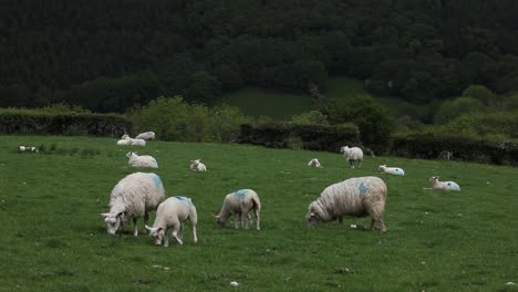Adult-sheep-and-lambs-in-lush-green-field