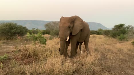 Männlicher-Afrikanischer-Elefant-In-Der-Savanne-Uriniert-Und-Defäkiert-Im-Stehen