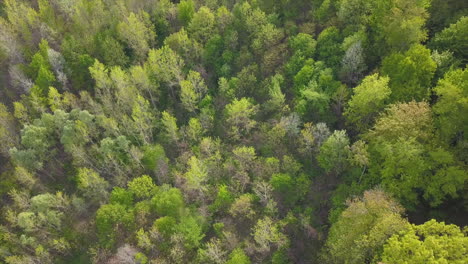 Aerial-drone-shot-of-a-forest-in-Grand-Rapids,-Michigan---Fly-Up