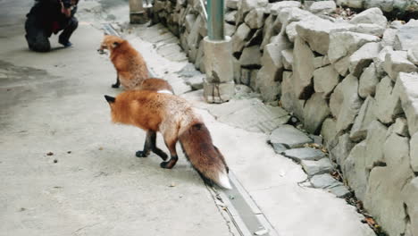 Foxes-In-Miyagi,-Japan
