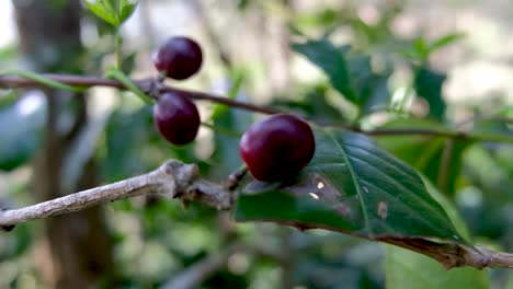 Red-Ripe-Coffee-cherry-Ready-For-Harvest-During-Coffee-Season-Gently-Moving-With-Breeze-In-Timor-Leste