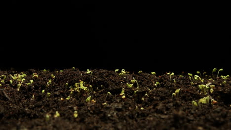 MOTION-TIMELAPSE-kale-seeds-germinating,-studio-black-background