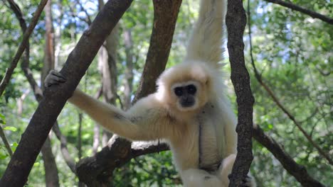 Gibbon-Im-Wald_Gibbon,-Der-In-Bäumen-Spielt_-Weißer-Gibbonprimat