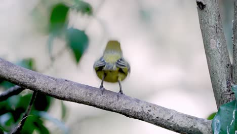 A-Beautiful-Yellow-Saffron-Finch-Perched-on-a-Branch-and-Flies-Away