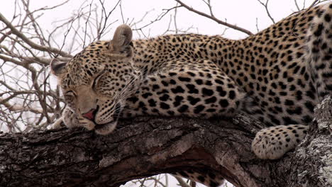 Close-up-of-an-adult-leopard-sleeping-in-a-tree-during-the-daytime-in-the-African-wilderness
