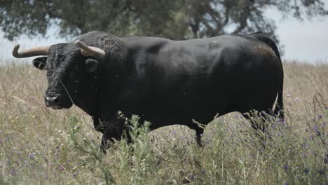 Footage-of-an-angry-bull-walking-in-the-field