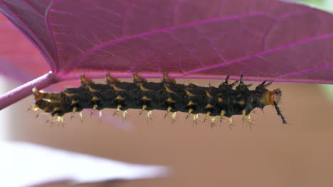 Extreme-close-up-of-Nymphalis-Polychloros-Caterpillar-resting-the-wrong-way-round-on-purple-leaf