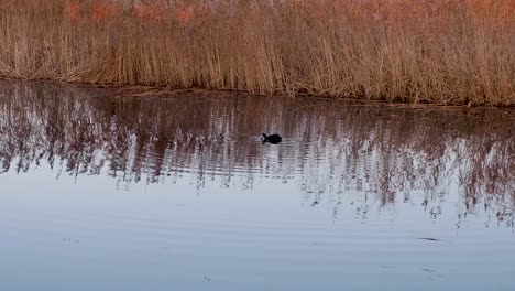 Observing-black-moorhen-marsh-hen-bird-swimming-on-a-lake-with-water-ripples-and-reeds-in-the-background-at-sunset-in-Somerset,-England