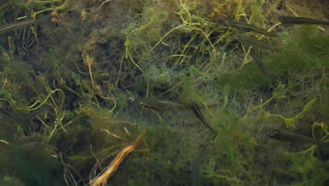 Fish-feeding-in-shallow-swamp-water
