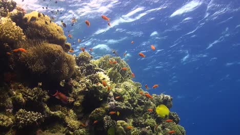 Caída-De-Arrecifes-De-Coral-Con-Peces-De-Coral-En-El-Mar-Rojo