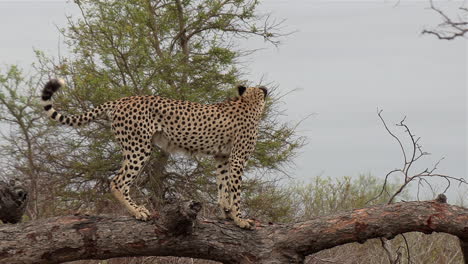 Close-view-of-male-cheetah-marking-its-territory-on-fallen-tree
